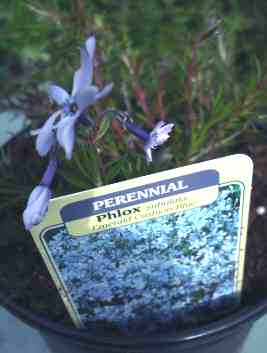 Phlox subulata Emerald Cushion Blue slpine mail order plants